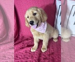 Small #3 Golden Retriever