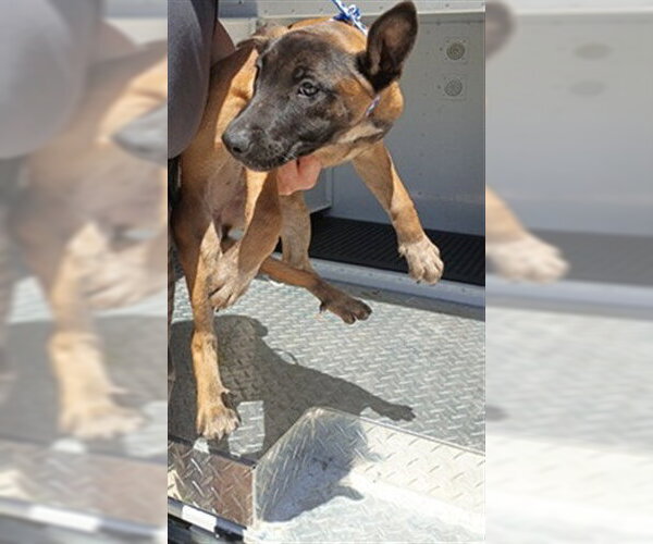 Medium Photo #1 American Staffordshire Terrier Puppy For Sale in Fort Lauderdale, FL, USA