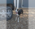 Small #3 Australian Shepherd Mix