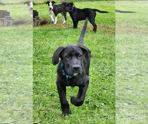 Labrador Retriever-Unknown Mix Dogs for adoption in Alexander, AR, USA