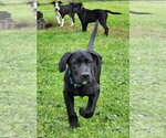 Lance - Male Labrador Retriever-Unknown Mix Dog for Adoption - Small photo