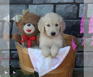 Golden Retriever Puppy for sale in FREDERICKSBURG, OH, USA