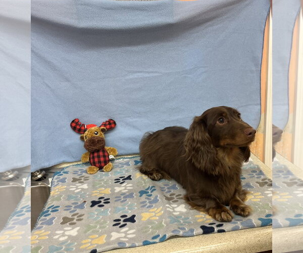 Medium Photo #1 Dachshund Puppy For Sale in York, SC, USA