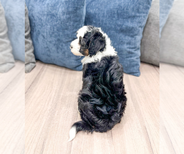 Medium Photo #20 Sheepadoodle Puppy For Sale in MILLERSBURG, OH, USA