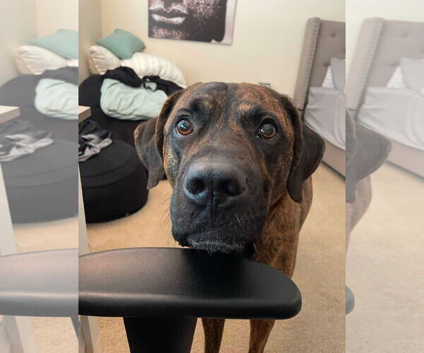 Medium Photo #2 Mastiff Puppy For Sale in Goodyear, AZ, USA