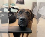 Small #1 Mastiff