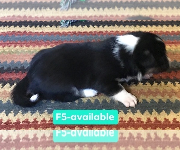 Medium Photo #16 Cowboy Corgi Puppy For Sale in SUMMERVILLE, GA, USA