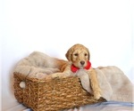 Puppy Big Red Goldendoodle