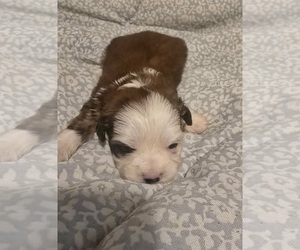 Maltipoo (Toy) Puppy for sale in PEABODY, MA, USA