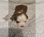 Teddy - Male Maltipoo (Toy) Puppy for Sale - Small photo