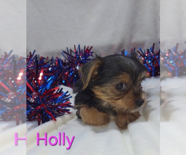Medium Photo #2 Yorkshire Terrier Puppy For Sale in AZLE, TX, USA