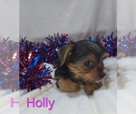Small #1 Yorkshire Terrier