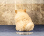 Small Photo #12 Chow Chow Puppy For Sale in NAPPANEE, IN, USA