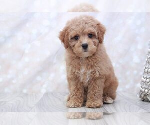 Cavapoo Puppy for sale in MARIETTA, GA, USA