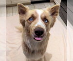Small #2 Siberian Husky Mix