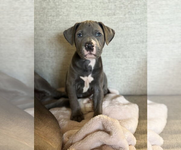 Medium Photo #1 Mutt Puppy For Sale in St. Louis Park, MN, USA