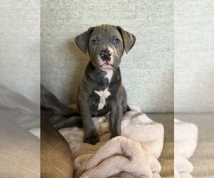 Mutt Dogs for adoption in St. Louis Park, MN, USA