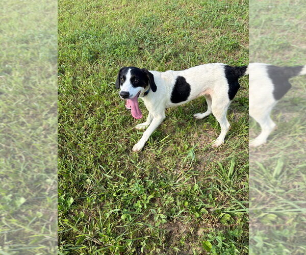 Medium Photo #2 Coonhound Puppy For Sale in Pierceton , IN, USA
