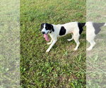 Small #1 Coonhound