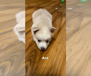Pomsky Puppy for sale in ROCKFORD, IL, USA