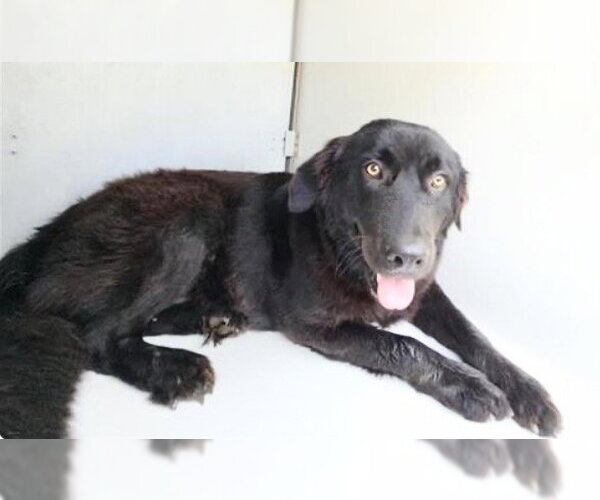 Medium Photo #1 Labrachow Puppy For Sale in Houston, TX, USA