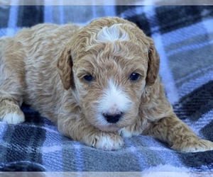 Goldendoodle (Miniature) Puppy for sale in ALGOMA, WI, USA
