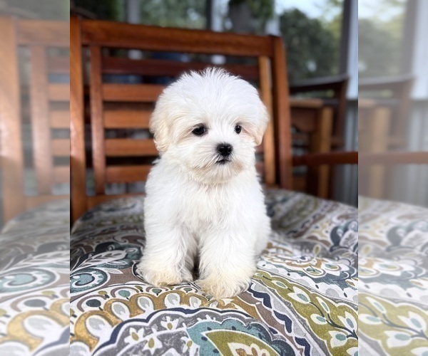 Medium Photo #3 Mal-Shi Puppy For Sale in NOBLESVILLE, IN, USA