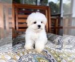 Peanut - Male Mal-Shi Puppy for Sale - Photo #3