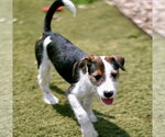 Small #1 Mutt