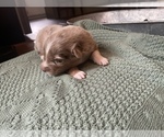 Small Photo #12 Australian Shepherd Puppy For Sale in YADKINVILLE, NC, USA