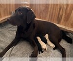 Small #5 Labrador Retriever