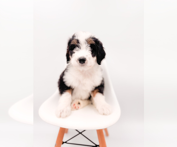 Medium Photo #1 Bernedoodle Puppy For Sale in TIPTON, IN, USA