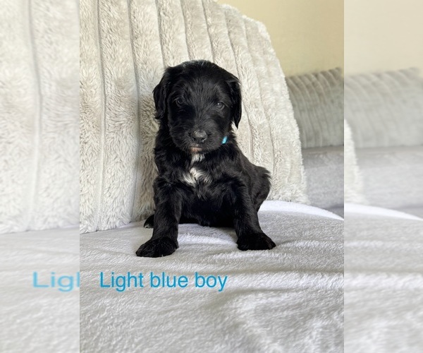 Medium Photo #6 Golden Mountain Doodle  Puppy For Sale in SOMERSET, TX, USA