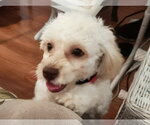 Small Cock-A-Poo-Poodle (Miniature) Mix