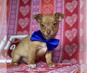 Chihuahua Puppy for sale in LANCASTER, PA, USA