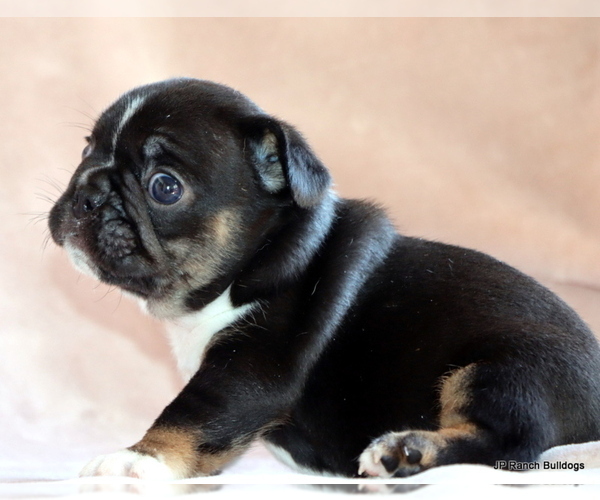 Medium Photo #3 French Bulldog Puppy For Sale in WINNSBORO, TX, USA