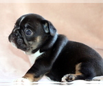 Small #2 French Bulldog