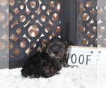 Small #1 YorkiePoo