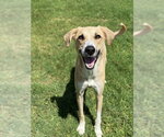 Small #1 Greyhound Mix