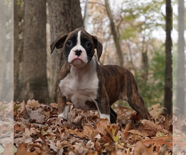 Medium Photo #3 Boxer Puppy For Sale in WARSAW, IN, USA