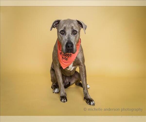 Medium Photo #3 American Pit Bull Terrier Puppy For Sale in Corona, CA, USA
