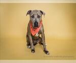 Small #2 American Pit Bull Terrier
