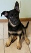 Small Photo #9 German Shepherd Dog Puppy For Sale in ATTLEBORO, MA, USA