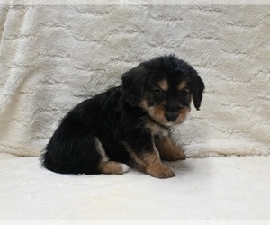 Pembroke Welsh Corgi-Poodle (Miniature) Mix Puppy for sale in FRESNO, OH, USA
