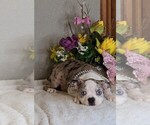 Small #2 Boston Terrier