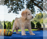 Small Photo #5 Labradoodle-Poodle (Miniature) Mix Puppy For Sale in GAP, PA, USA