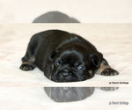 Small Photo #46 French Bulldog Puppy For Sale in WINNSBORO, TX, USA