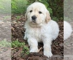 Puppy Brulee English Cream Golden Retriever