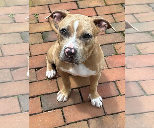 Medium Photo #21 American Pit Bull Terrier-Labrador Retriever Mix Puppy For Sale in Derwood, MD, USA