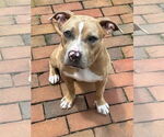 Small #20 American Pit Bull Terrier-Labrador Retriever Mix